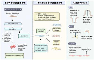 Fibroblast heterogeneity: Keystone of tissue homeostasis and pathology in inflammation and ageing